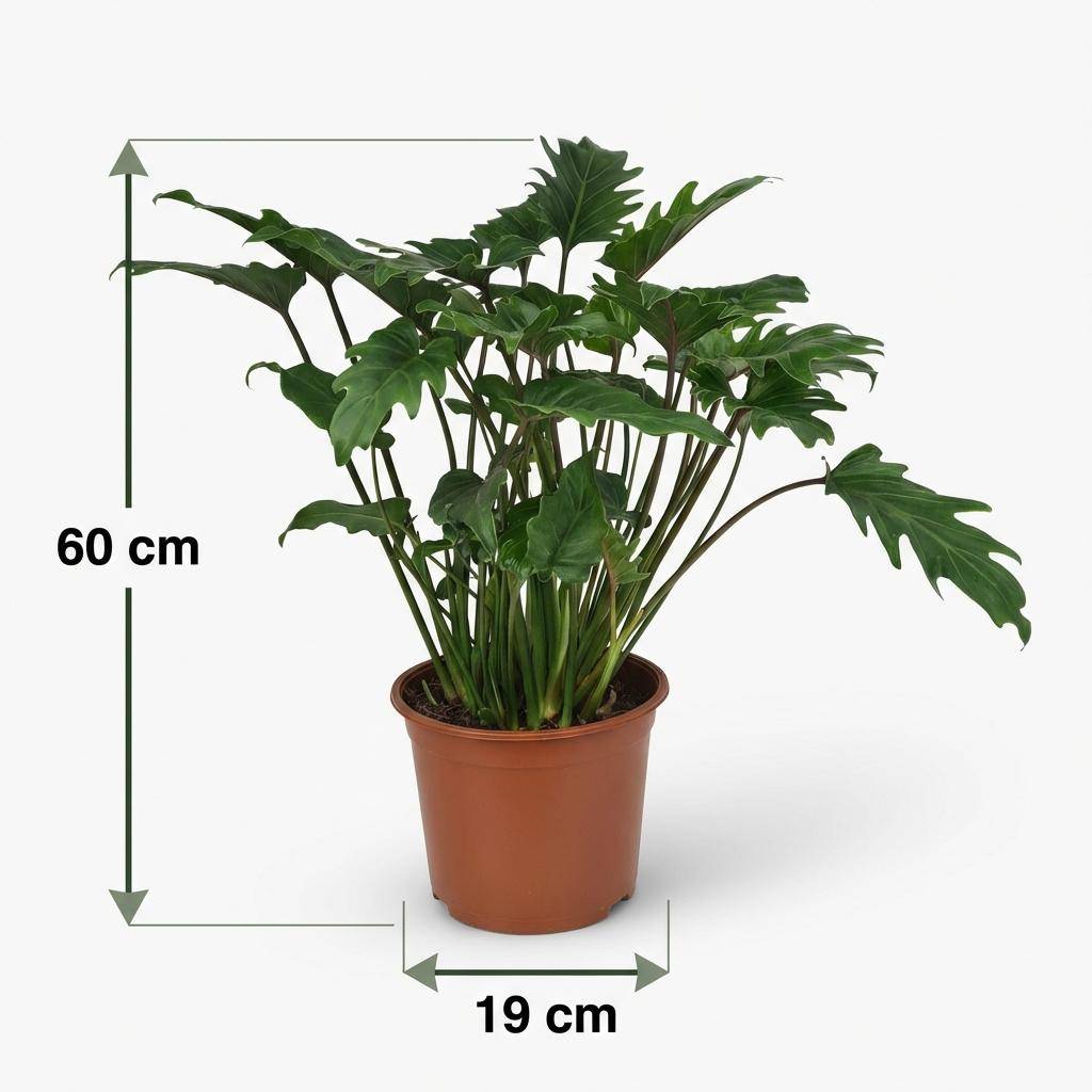 La Green Touch - Philodendron Xanadu - D19 H60cm - Image 5