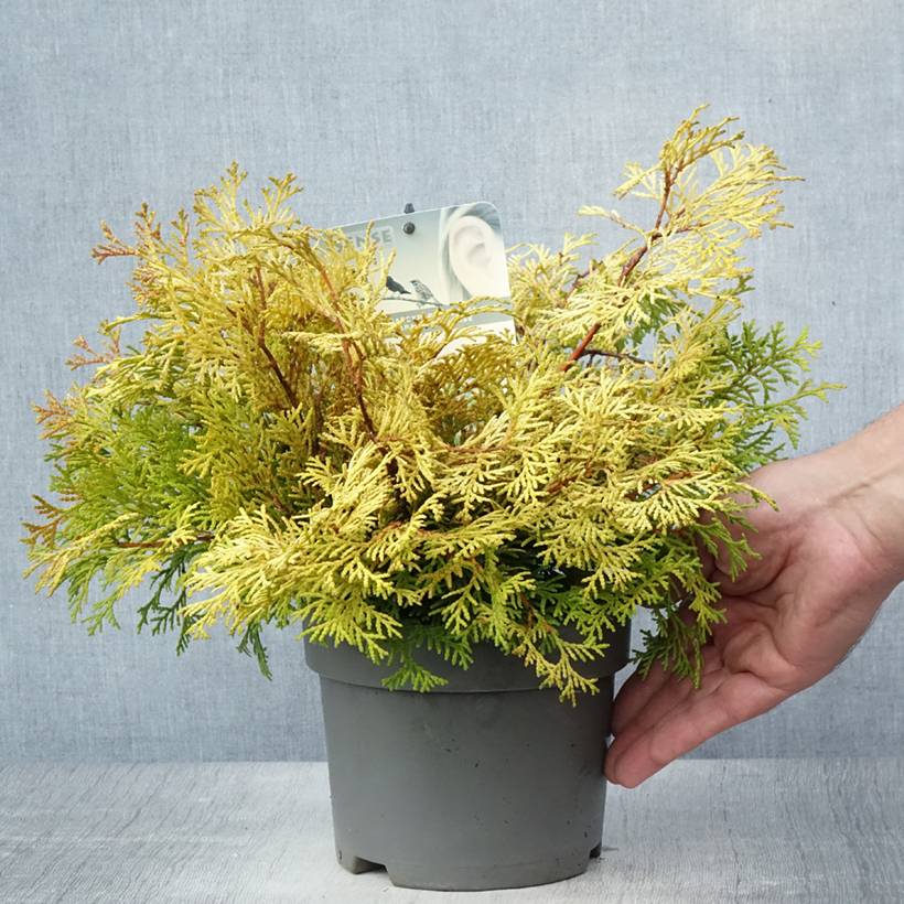 Chamaecyparis obtusa Kamarachiba - Faux cyprès hinoki du Japon                Pot de 2L/3L - Image 2