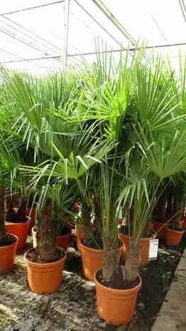 Sans Marque - Trachycarpus fortunei SPECIMEN GRANDE TAILLE (palmier chanvre) Couleur floraison:jaune - Taille:Multi troncs 45L - total 140/160cm - Imagen 4