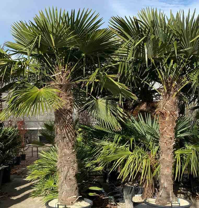 Sans Marque - Trachycarpus fortunei SPECIMEN GRANDE TAILLE (palmier chanvre) Couleur floraison:jaune - Taille:Multi troncs 45L - total 140/160cm - Imagen 2
