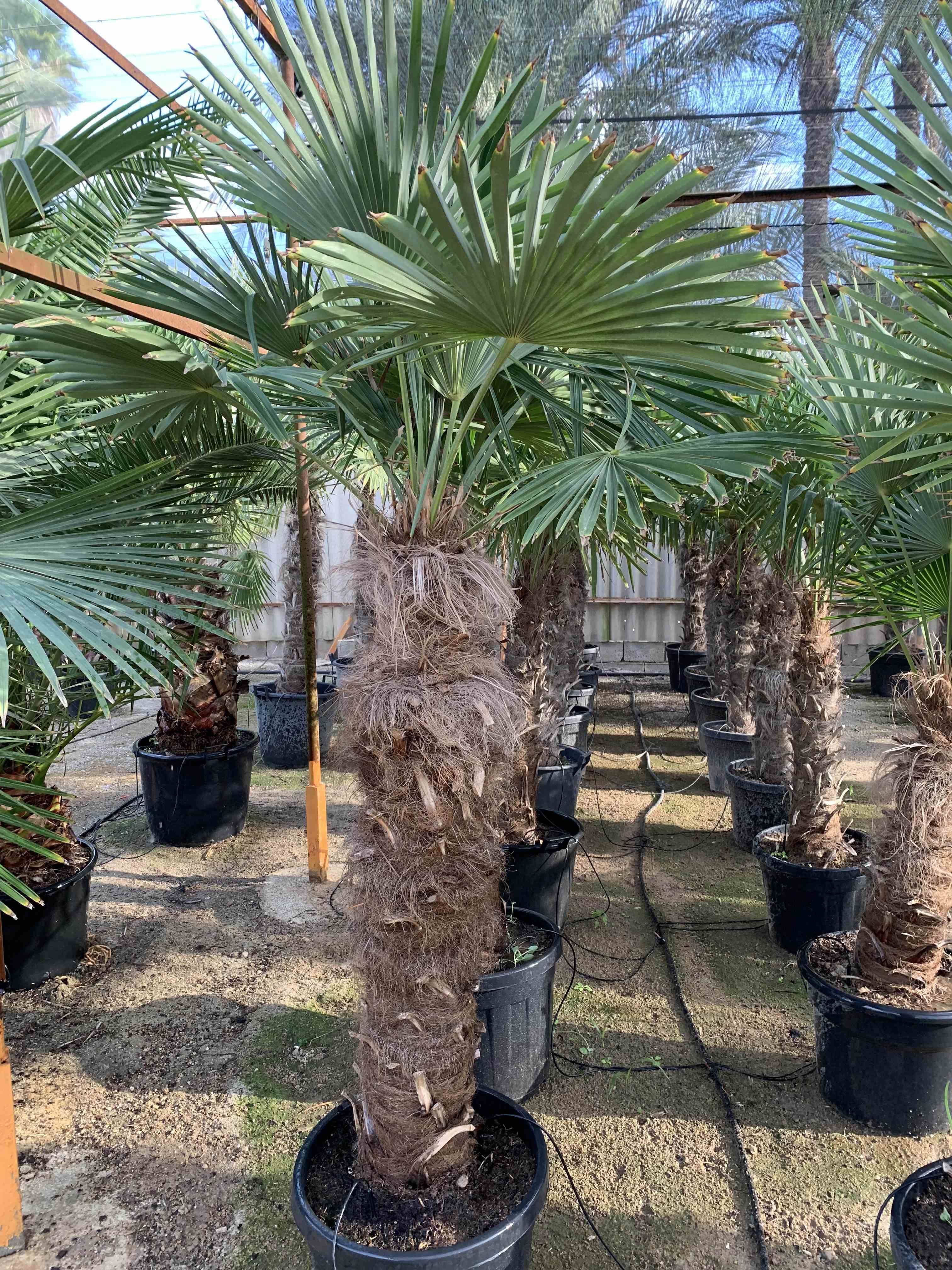 Sans Marque - Trachycarpus fortunei SPECIMEN GRANDE TAILLE (palmier chanvre) Couleur floraison:jaune - Taille:Multi troncs 45L - total 140/160cm - Imagen 1