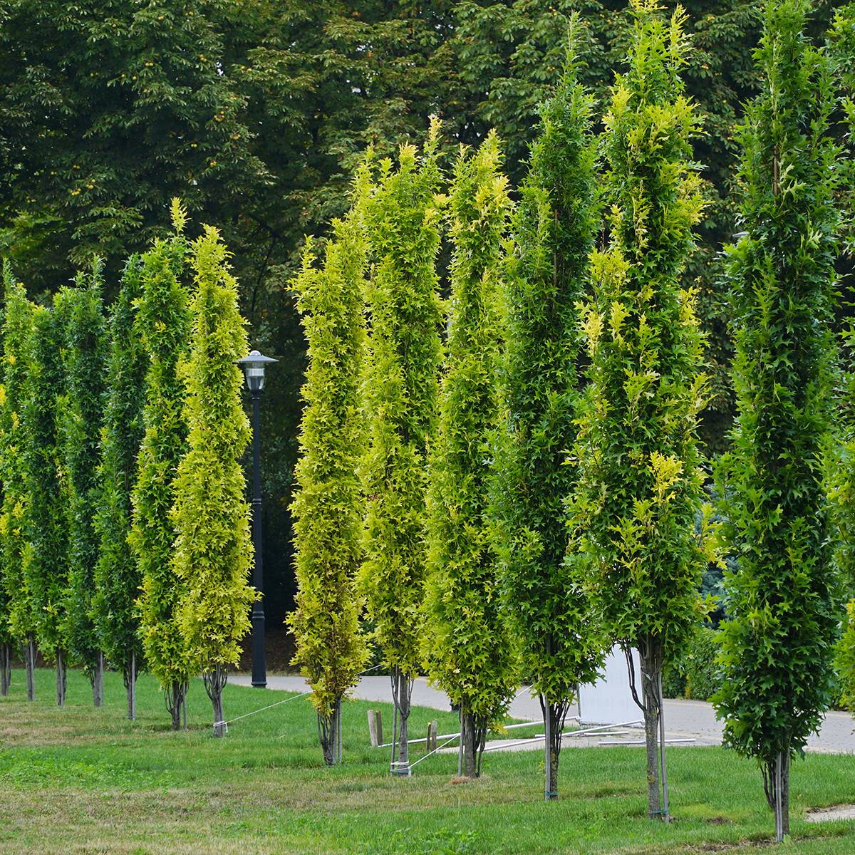 Promesse de Fleurs - Chêne des marais - Quercus palustris Green Pillar Pot de 4L/5L - Image 1