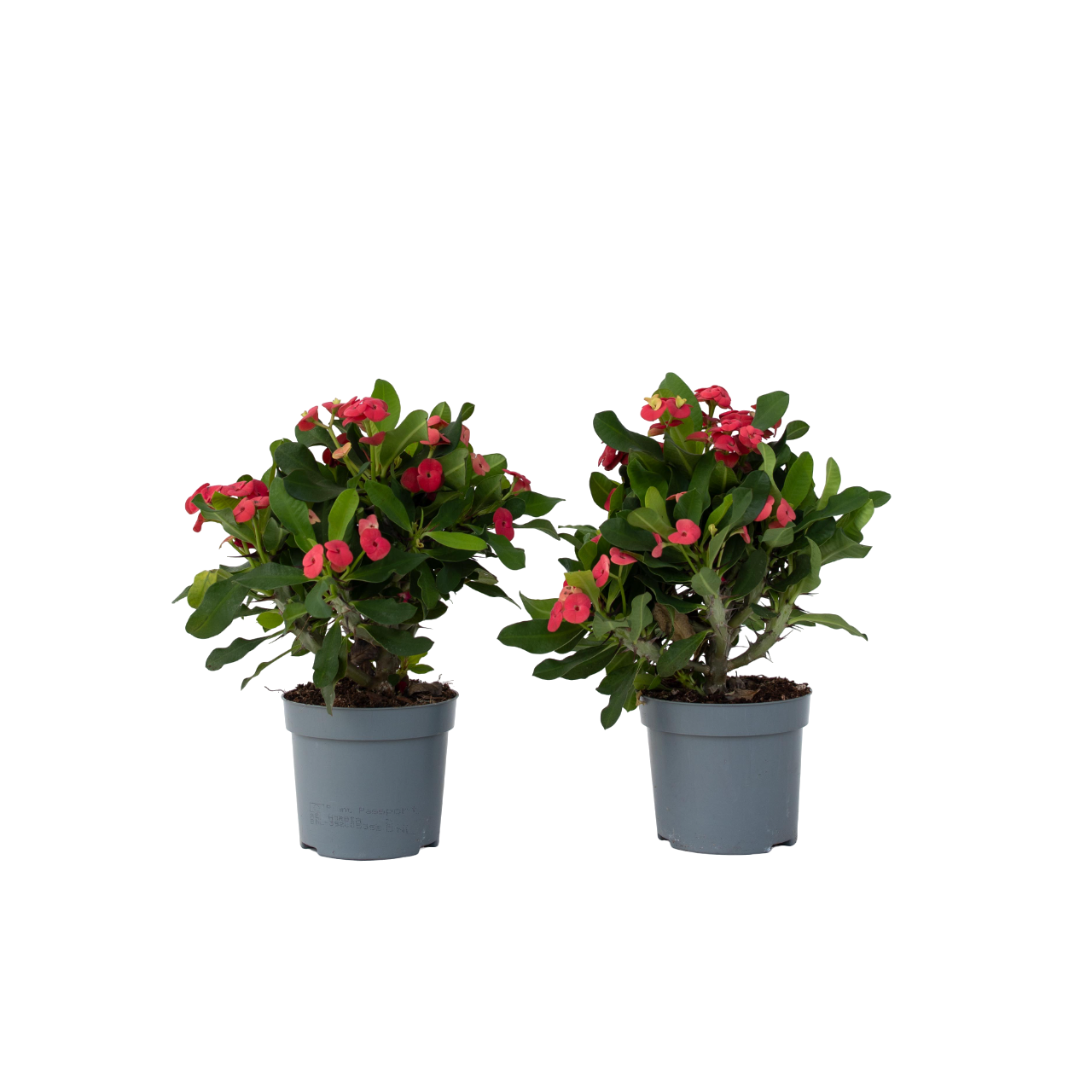 Plant In A Box - Euphorbe de Madagascar - Set de 2 - Euphorbia 'Milii' - Hauteur 25-35cm - ⌀13cm - Image 1