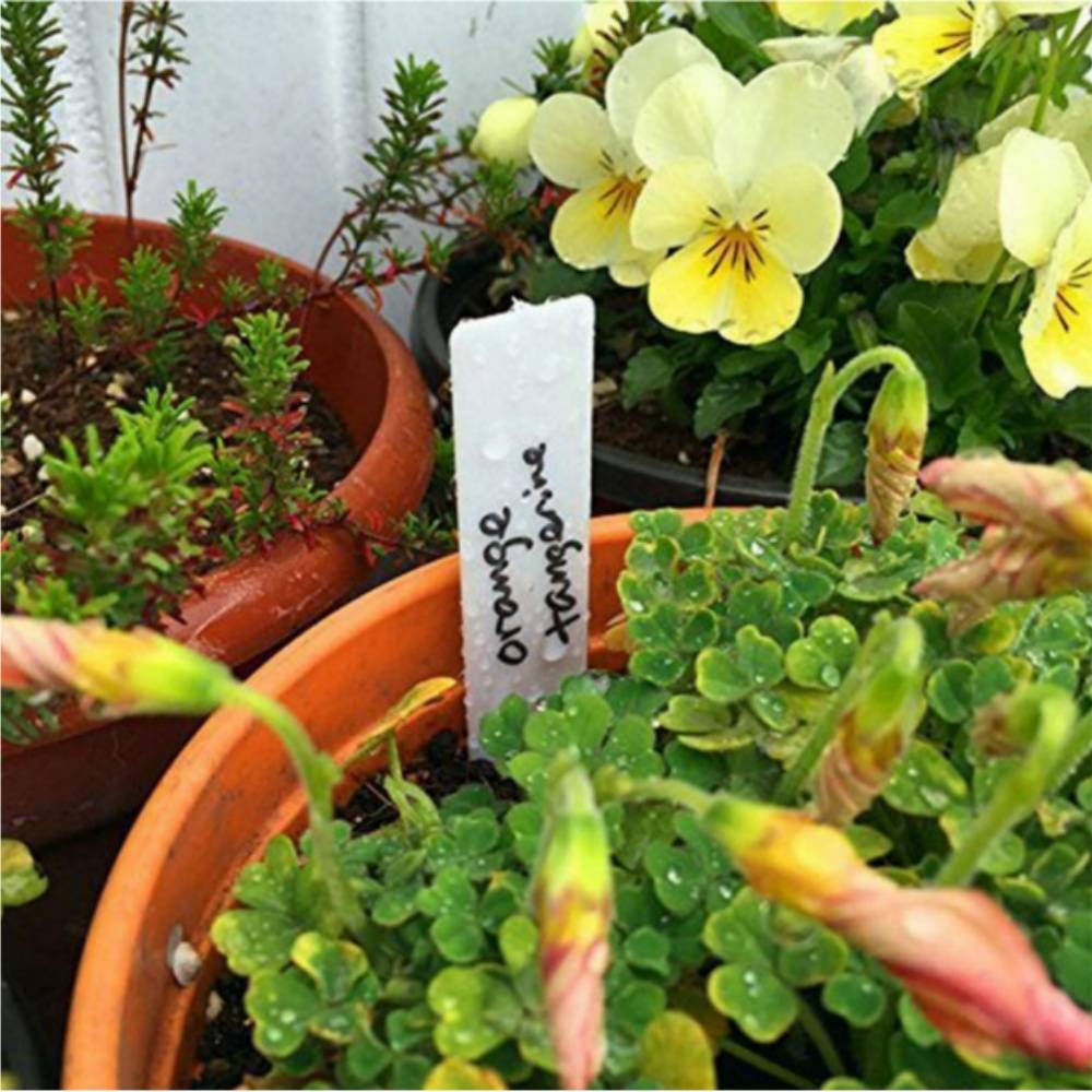VENEKA Lot De 100 Étiquettes De Jardin En Plastique Jaunes Pour Plantes Et Bonsaï