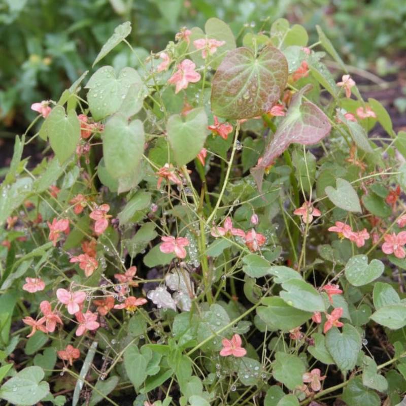 Fleur des Elfes Orangekönigin, Epimedium à fleurs Rose/ - feuillage Persistant - Godet - 5/20 cm