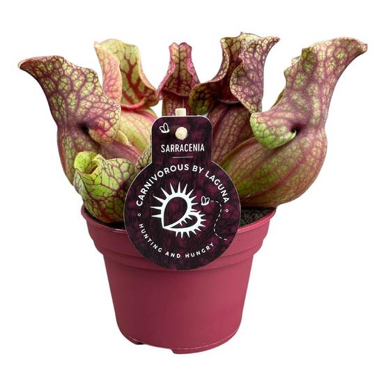 Sarracenia Venosa 20cm - Plante d'intérieur- La Green Touch - Image 1
