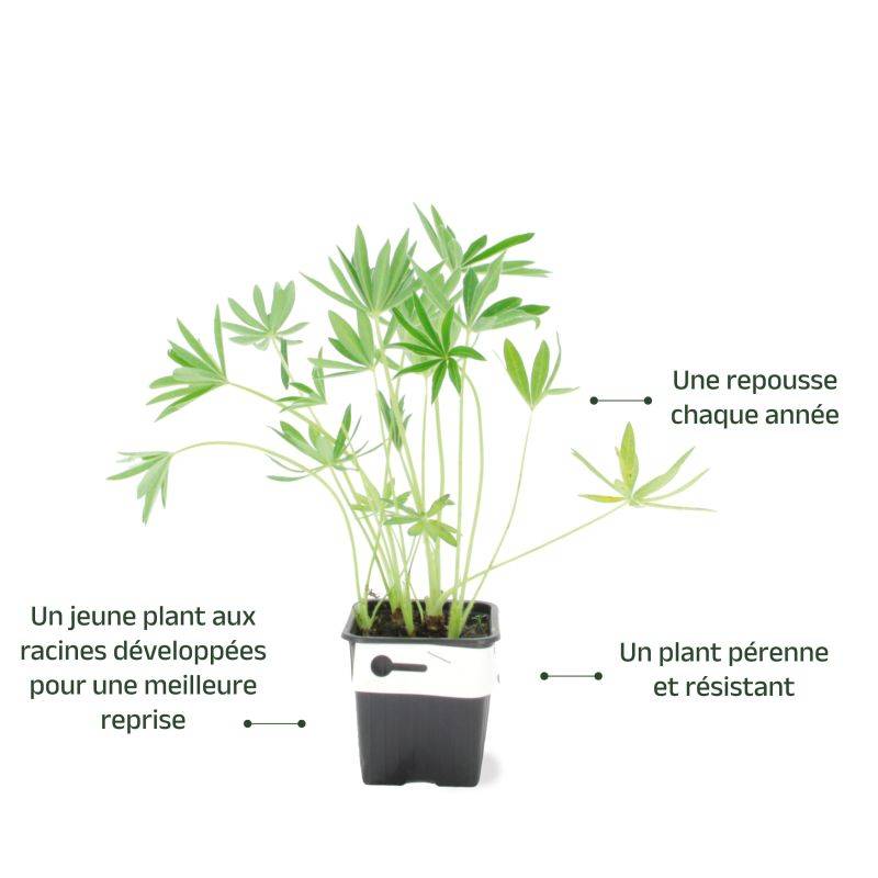 3 Lupins 'Noble Maiden' (Lupinus 'Noble Maiden') - Lot de 3 vivaces - Pépinières Naudet - Imagen 3