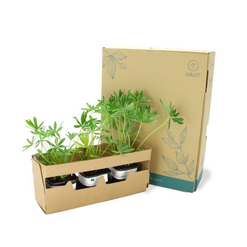 3 Lupins 'Noble Maiden' (Lupinus 'Noble Maiden') - Lot de 3 vivaces - Pépinières Naudet - Imagen 5