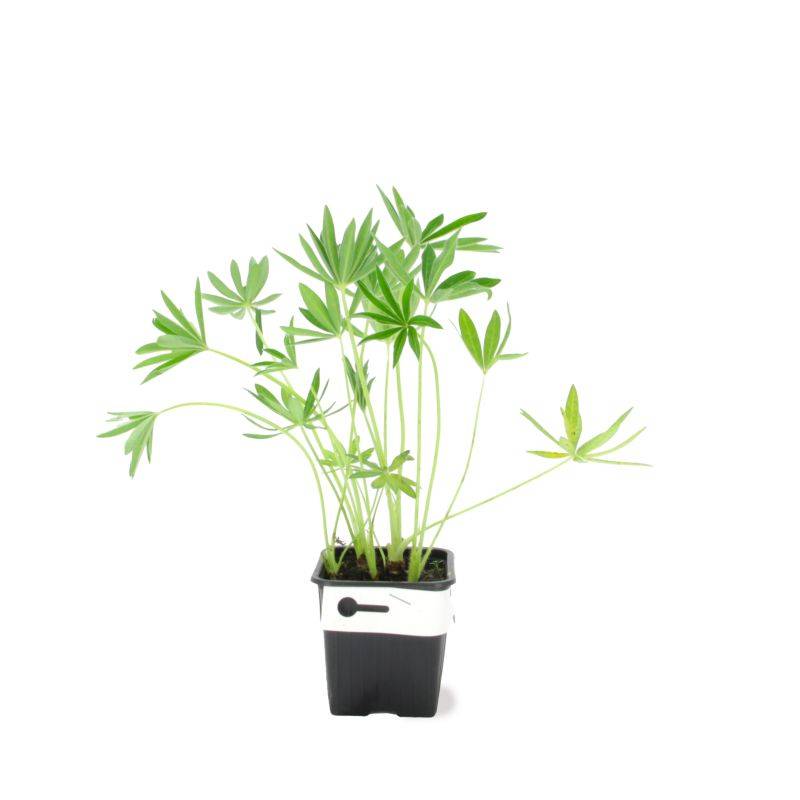 3 Lupins 'Noble Maiden' (Lupinus 'Noble Maiden') - Lot de 3 vivaces - Pépinières Naudet - Imagen 2