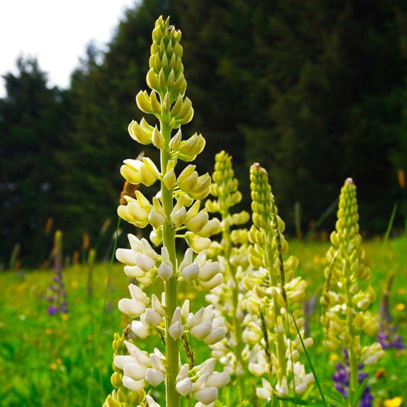 3 Lupins 'Noble Maiden' (Lupinus 'Noble Maiden') - Lot de 3 vivaces - Pépinières Naudet - Imagen 1