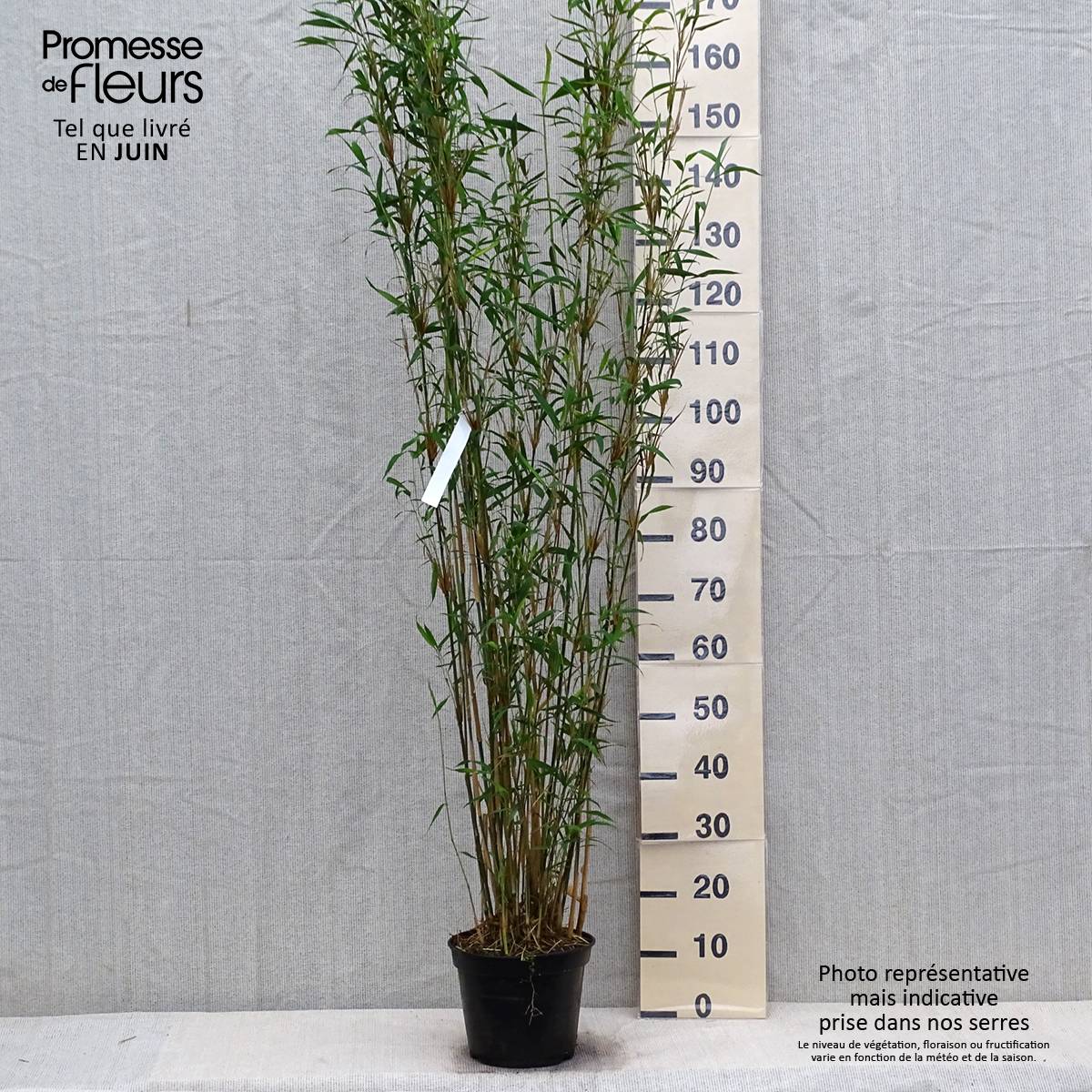 Fargesia papyrifera Blue Dragon - Bambou non traçant Pot de 4L/5L - Image 2