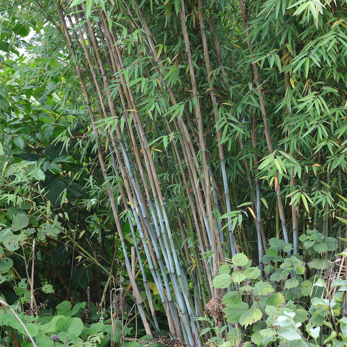 Fargesia papyrifera Blue Dragon - Bambou non traçant Pot de 4L/5L - Image 1