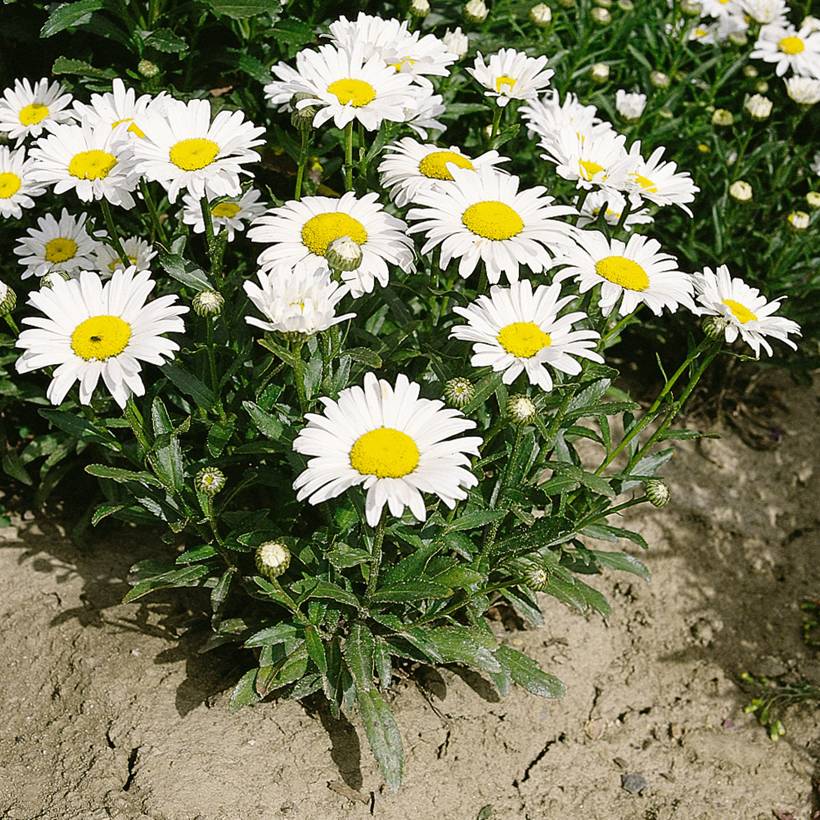 Graines de Grande Marguerite Silver Princess - Leucanthemum x superbum le sachet de 400 graines environ (0,6g)