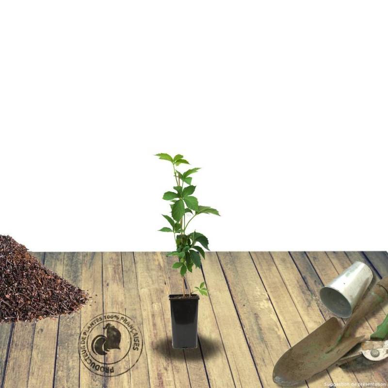Vigne Vierge veitchii Robusta - Pot de 3L - Echelle bambou 60/120 cm - Imagen 2