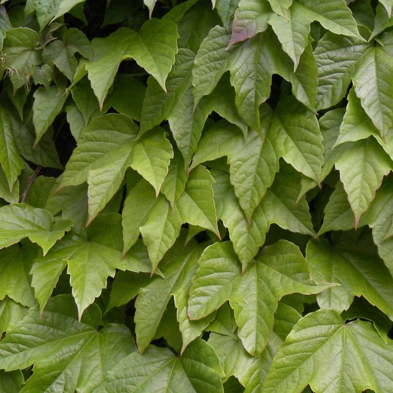 Vigne Vierge veitchii Robusta - Pot de 3L - Echelle bambou 60/120 cm - Imagen 1