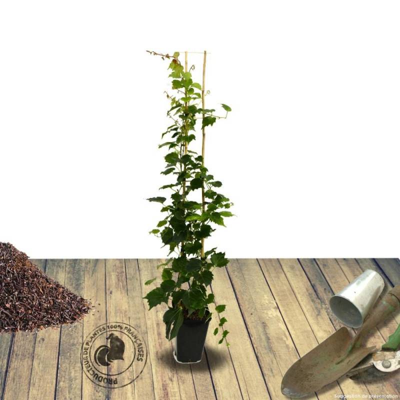 Vigne Vierge veitchii Robusta - Pot de 3L - Echelle bambou 60/120 cm - Imagen 3