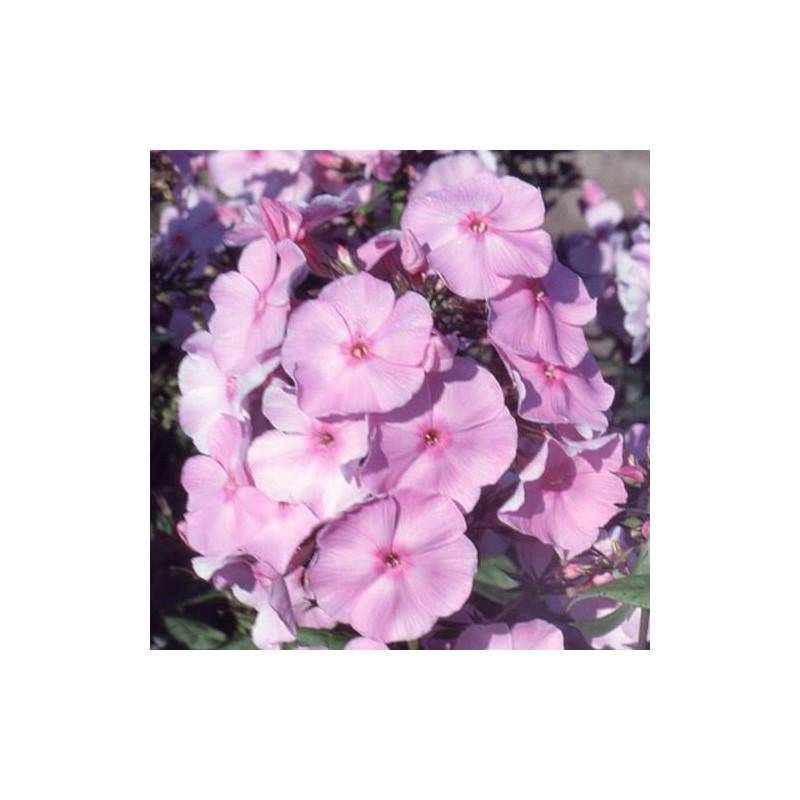 Phlox paniculé Elizabeth Arden à fleurs Rose/Rouge - feuillage Caduc - Godet - 5/20 cm - Imagen 1
