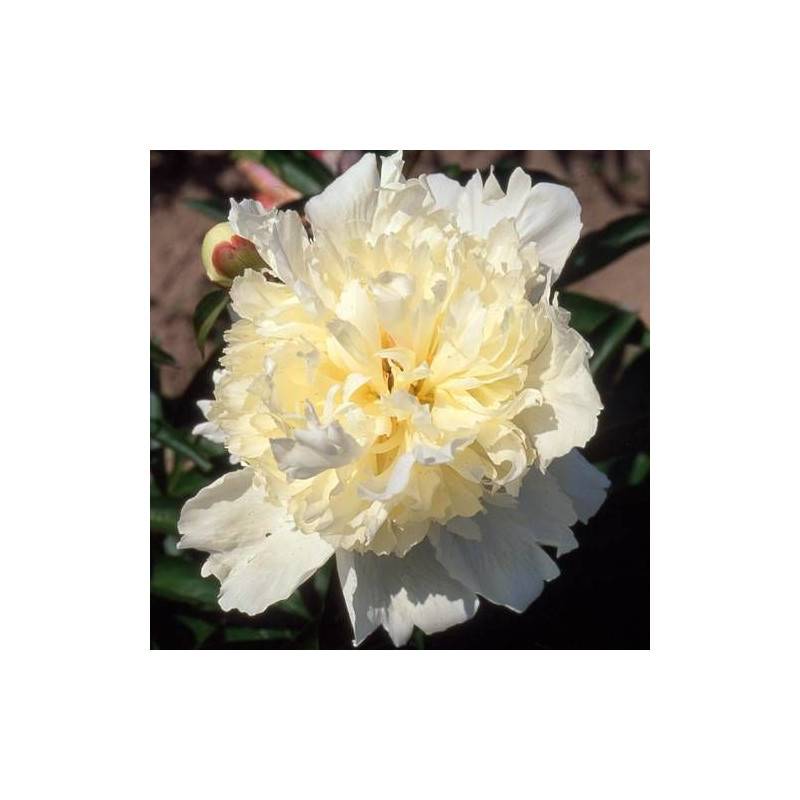 Pivoine herbacée Laura Dessert à fleurs Blanche - feuillage Caduc - Pot de 2L - 10/20 cm-  hauteur à maturité De 1,00 m à 1,50 m - Image 2