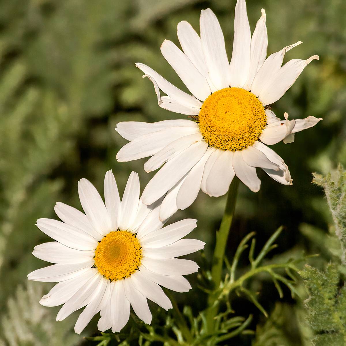 Arctanthemum arcticum - Chrysanthème de l'arctique Godet de 8/9 cm