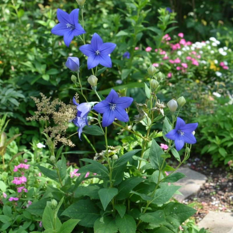 Platycodon bleu Mariesii à fleurs Bleue/ - feuillage Caduc - Lot de 5 godets