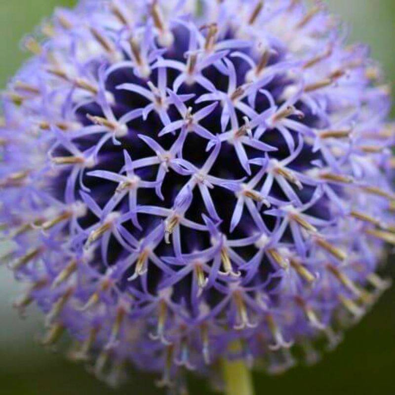 3 Boules Azurée ou Oursin 'Taplow Blue' (Echinops Bannaticus) - Lot de 3 vivaces - Pépinières Naudet - Image 1