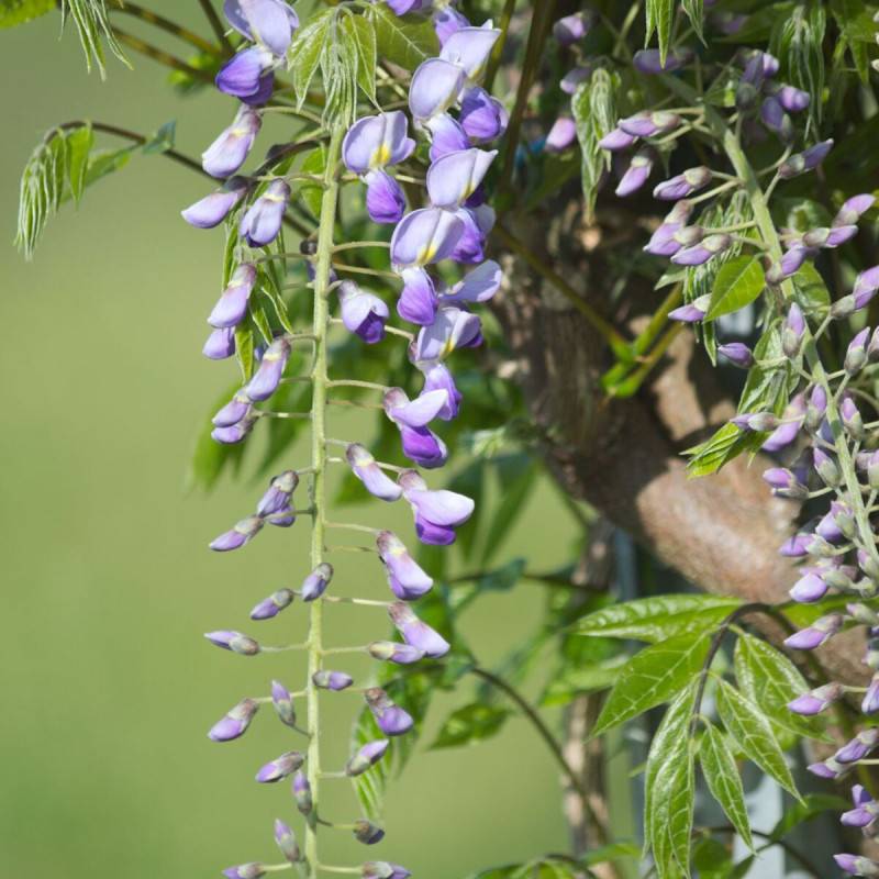 Glycine du Japon Premature à fleurs Bleue - feuillage Caduc - Pot de 1,5L - Tuteur bambou 30/60 cm-  hauteur à maturité De 5,00 m à 10,00 m - Imagen 1