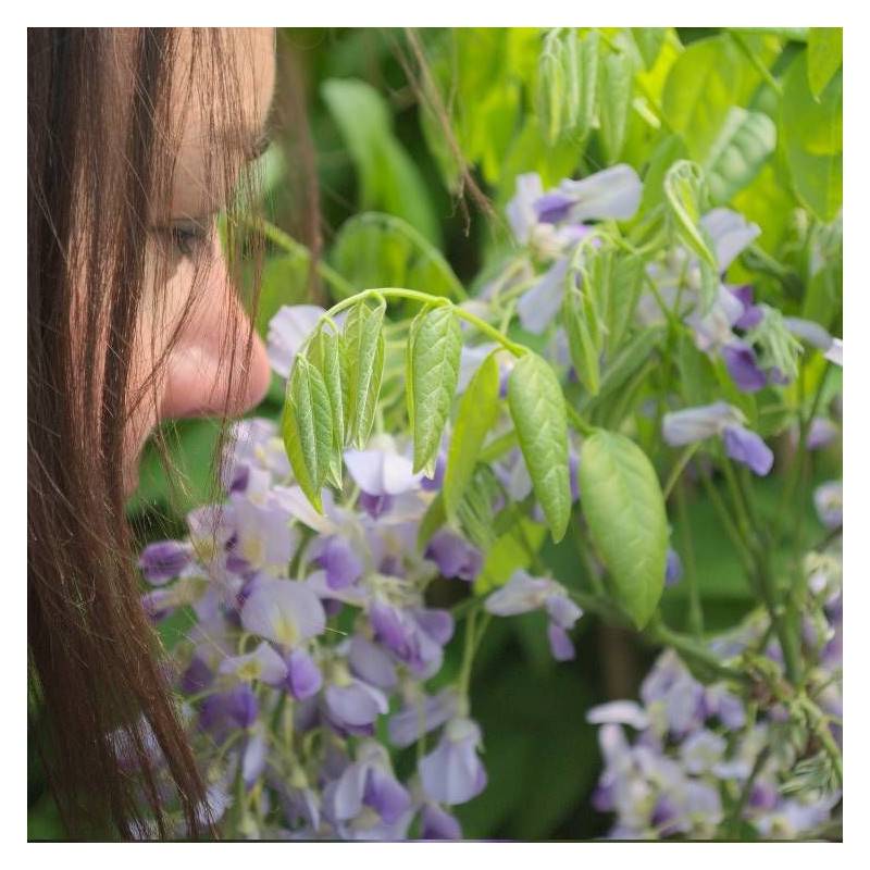 Glycine du Japon Premature à fleurs Bleue - feuillage Caduc - Pot de 1,5L - Tuteur bambou 30/60 cm-  hauteur à maturité De 5,00 m à 10,00 m - Imagen 4