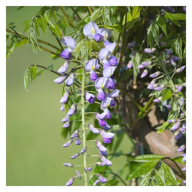 Glycine du Japon Premature à fleurs Bleue - feuillage Caduc - Pot de 1,5L - Tuteur bambou 30/60 cm-  hauteur à maturité De 5,00 m à 10,00 m - Imagen 2