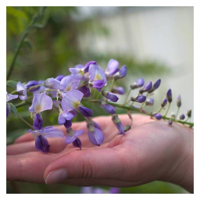 Glycine du Japon Premature à fleurs Bleue - feuillage Caduc - Pot de 1,5L - Tuteur bambou 30/60 cm-  hauteur à maturité De 5,00 m à 10,00 m - Imagen 3