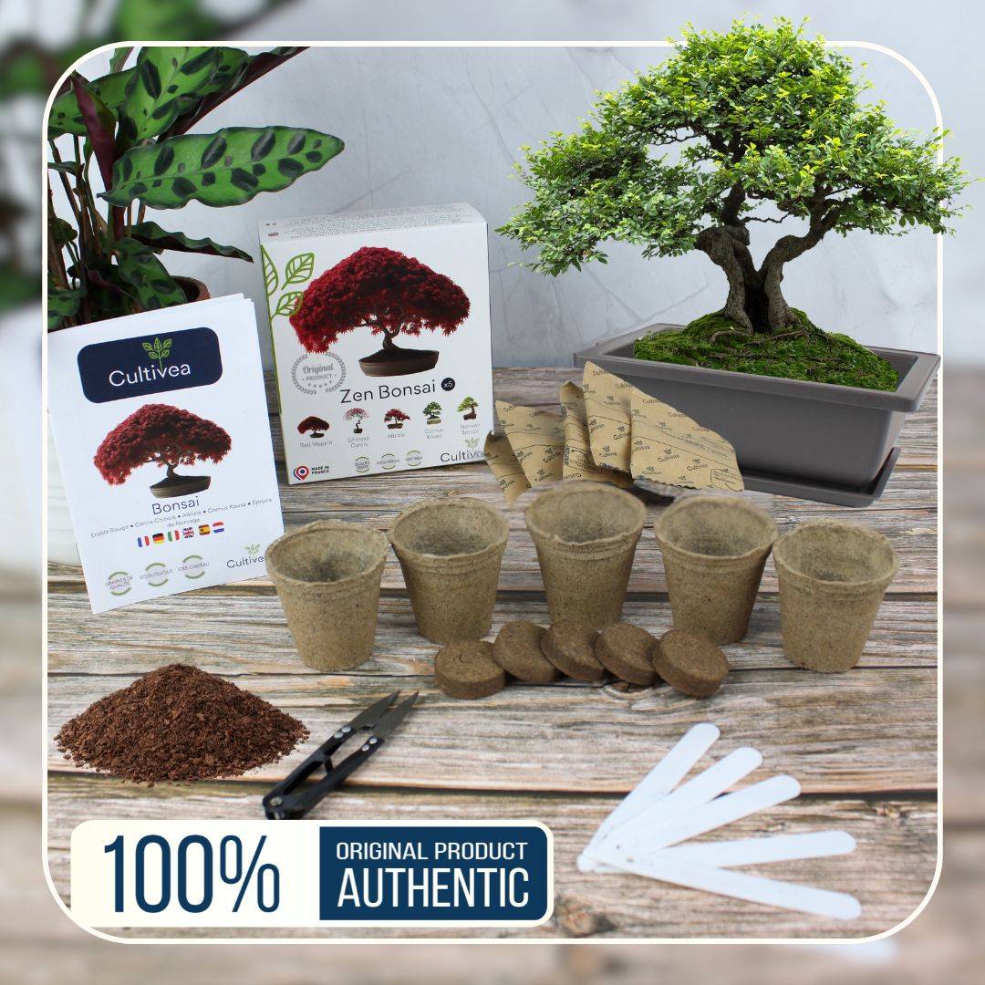 CULTIVEA® - Kit Prêt à Pousser 6 Bonsaïs avec accessoires - Image 5