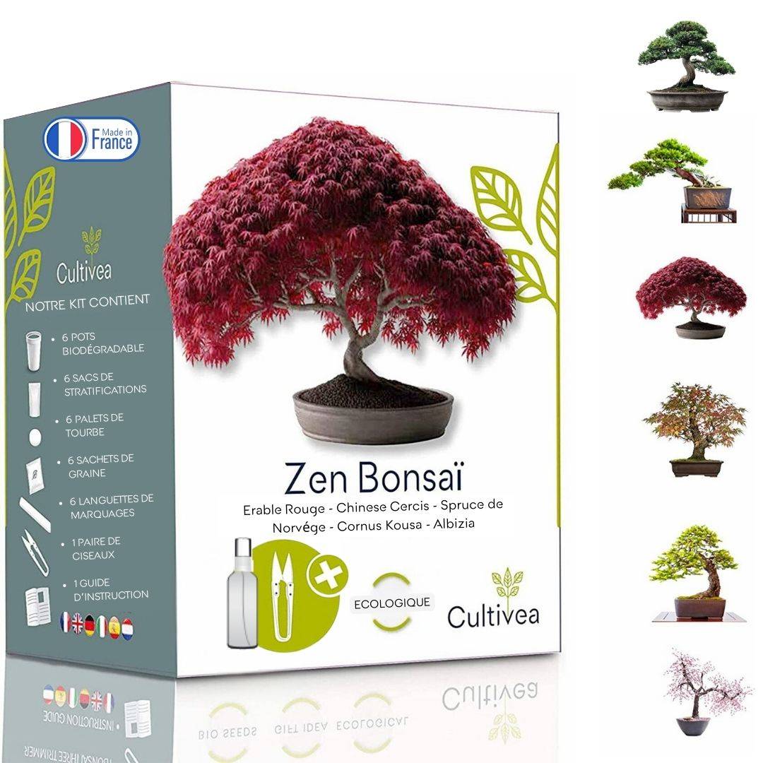 CULTIVEA® - Kit Prêt à Pousser 6 Bonsaïs avec accessoires