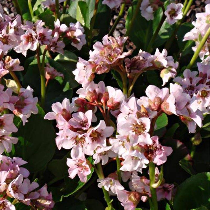 Bergenia hybride Harzkristall Godet de 8/9 cm