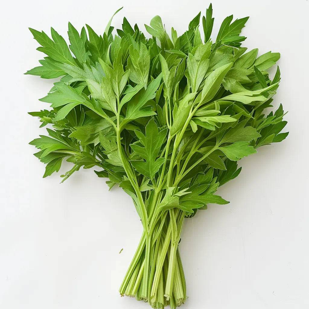 300 graines de livèche (levisticum officinale) céleri perpétuel - SemiSauvage Permaculture - Image 1