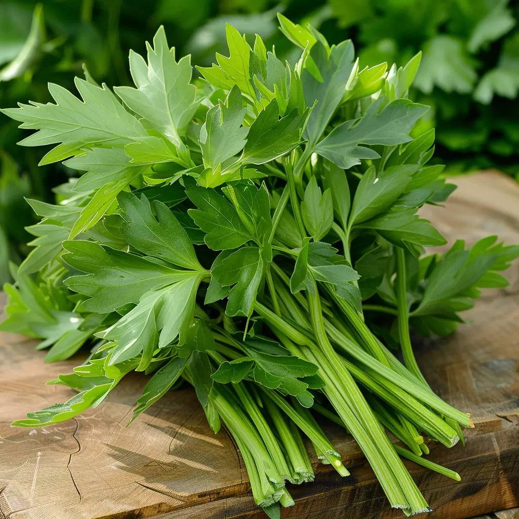 300 graines de livèche (levisticum officinale) céleri perpétuel - SemiSauvage Permaculture - Image 2