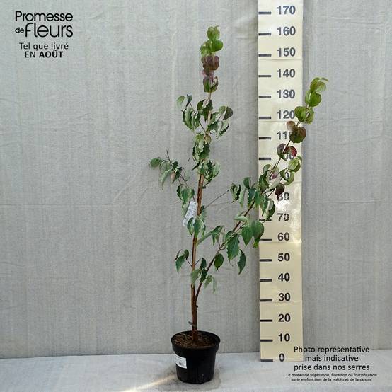 Cornus kousa Weisse Fontaine - Cornouiller du Japon Pot de 3L/4L - Image 2