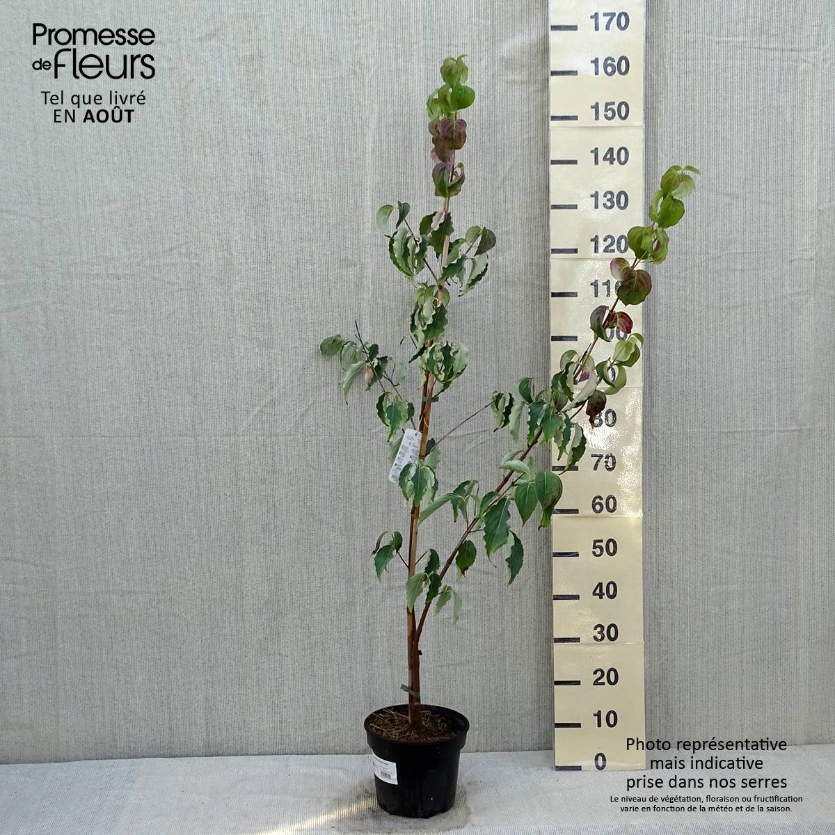 Cornus kousa Weisse Fontaine - Cornouiller du Japon Pot de 3L/4L - Image 2