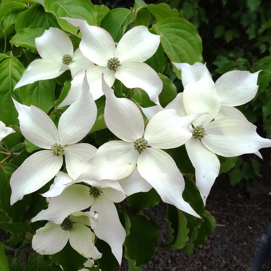 Cornus kousa Weisse Fontaine - Cornouiller du Japon Pot de 3L/4L - Image 1