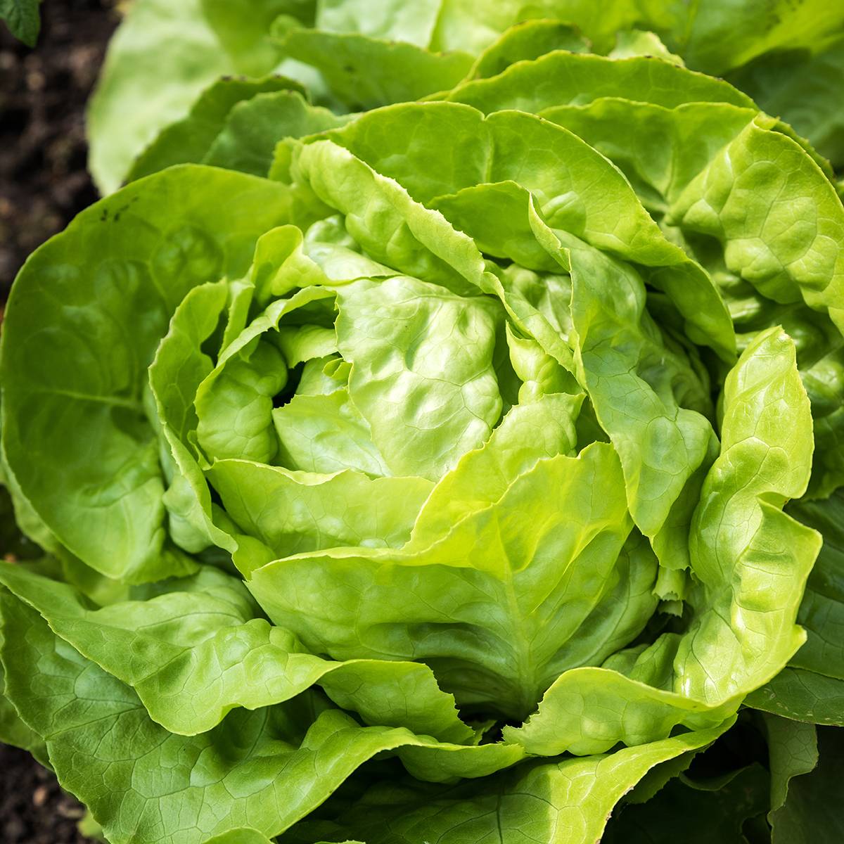 Laitue pommée Matilda BIO - Lactuca sativa le sachet de 115 graines environ