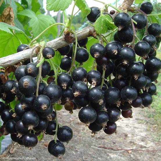 Cassissier Neva Pot de 2L/3L, Buisson