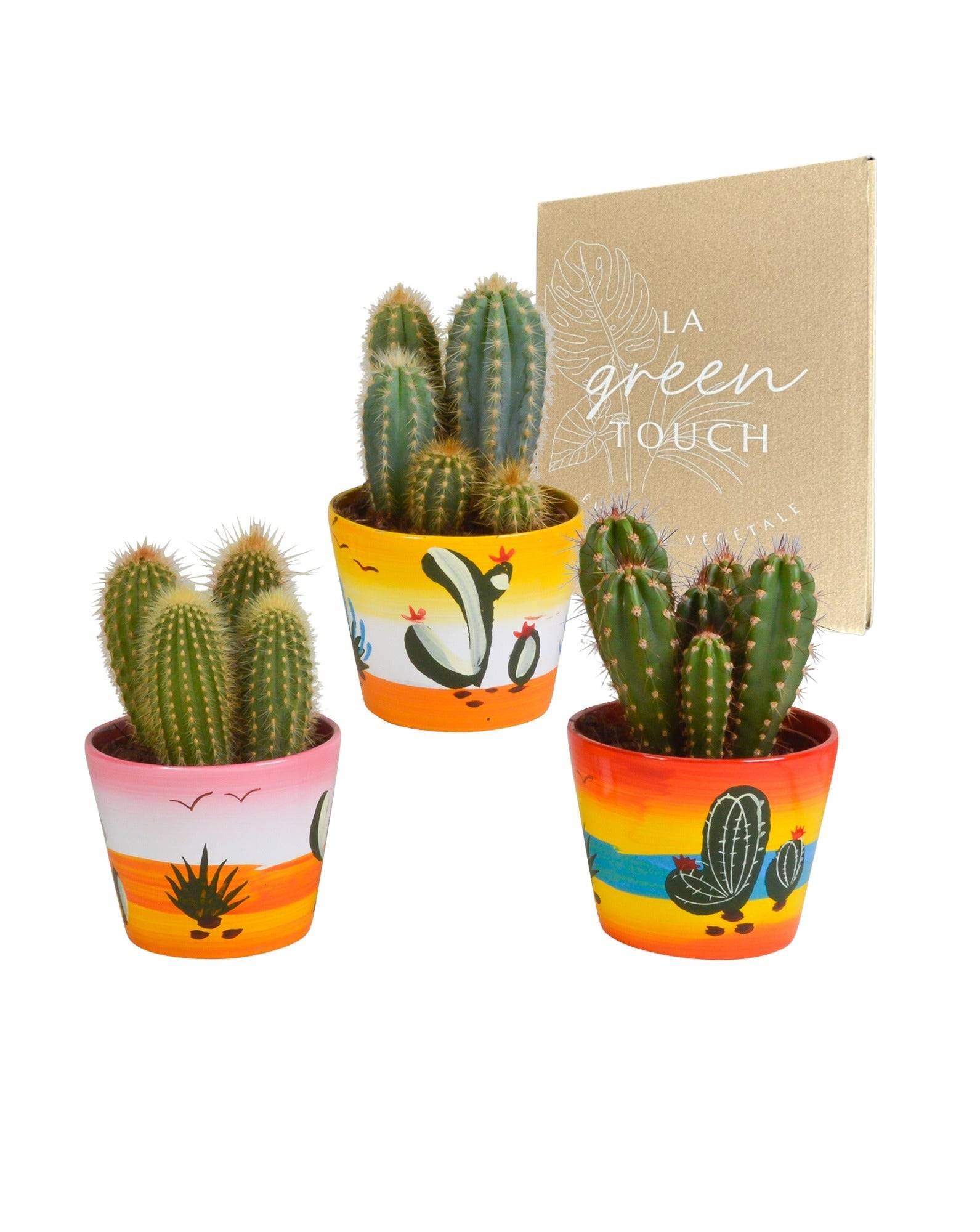 La Green Touch - Trio de Cactus et leurs caches-pots h23cm- La Green Touch - Imagen 1