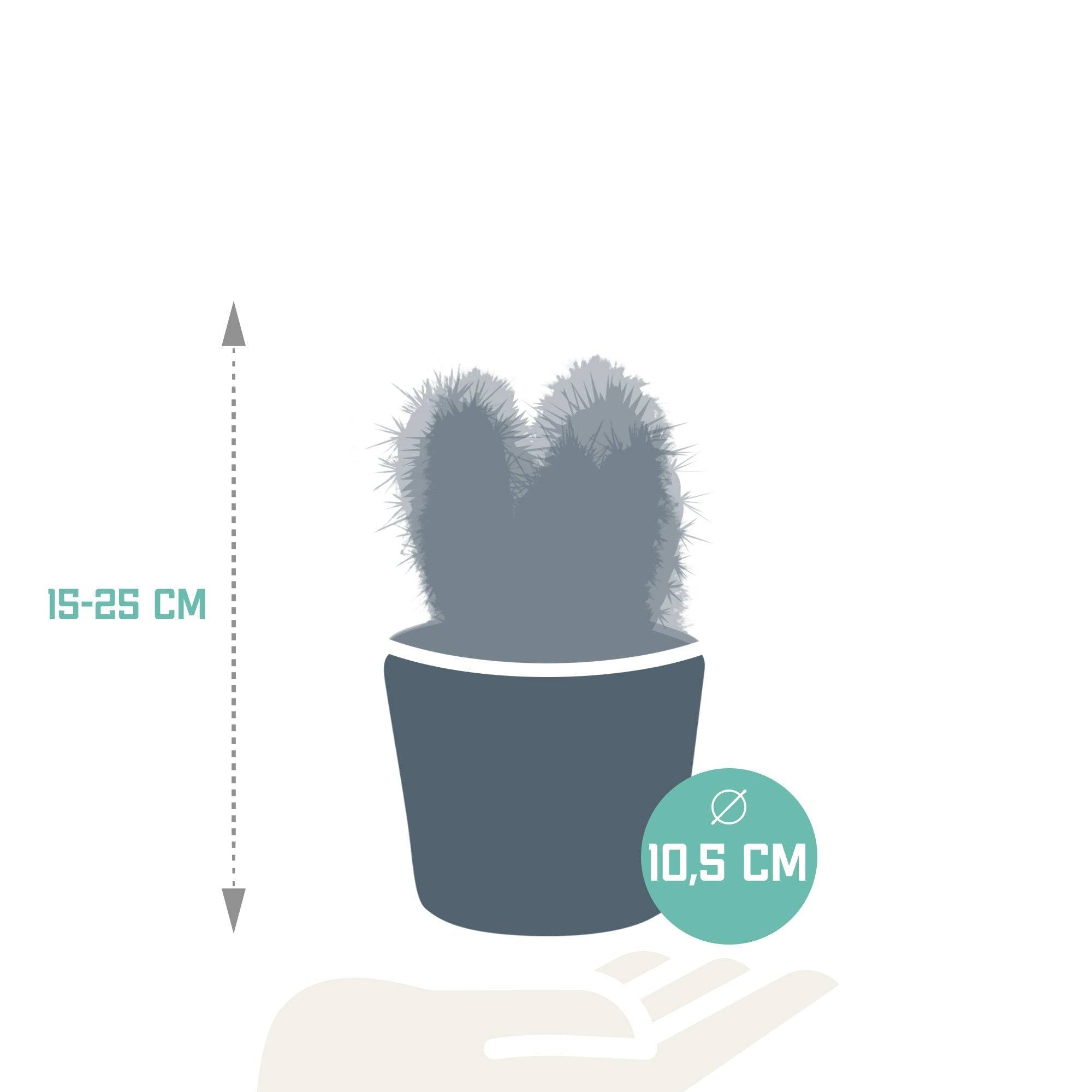 La Green Touch - Trio de Cactus et leurs caches-pots h23cm- La Green Touch - Imagen 6