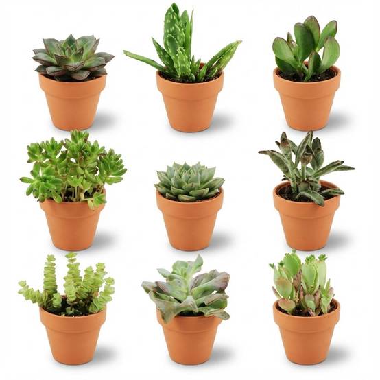 Mini Mélange de Succulentes - Pot de 8cm - Hauteur: 5-10 cm - pots en terre cuite - 9 plantes - Plantes d'intérieur - Image 1