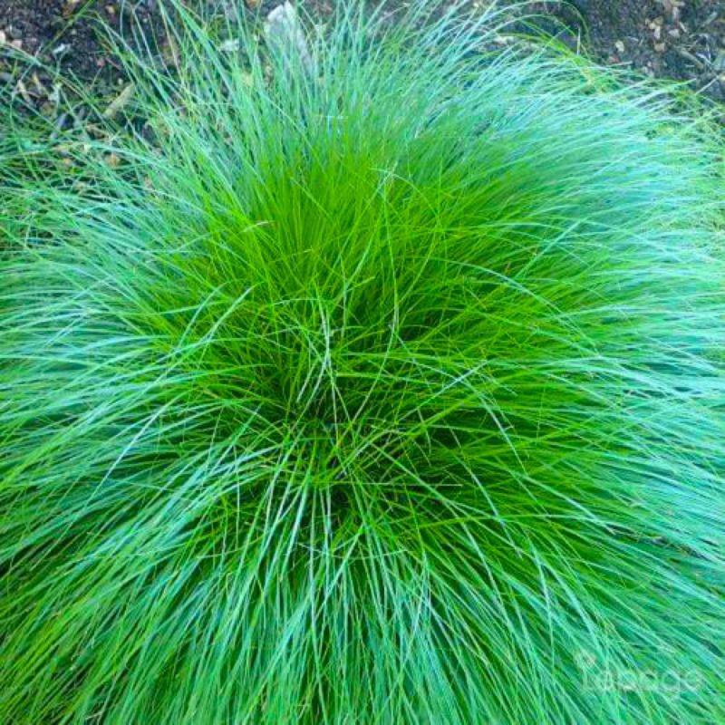 3 Laîches Rosée (Carex 'Rosea') - Lot de 3 graminées - Pépinières Naudet
