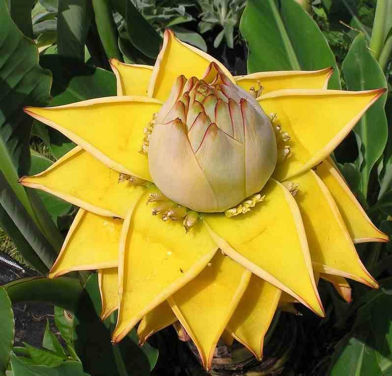 Sans Marque - Musa basjoo x hybridum (Bananier rustique) Couleur floraison:Jaune - Taille:Pot de 50 litres - 120/140 cm multi troncs - Image 5