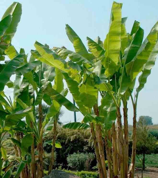 Sans Marque - Musa basjoo x hybridum (Bananier rustique) Couleur floraison:Jaune - Taille:Pot de 50 litres - 120/140 cm multi troncs - Image 3