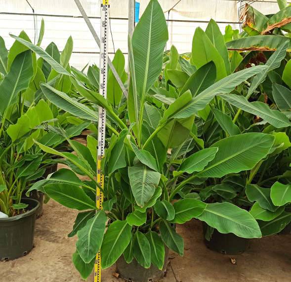 Sans Marque - Musa basjoo x hybridum (Bananier rustique) Couleur floraison:Jaune - Taille:Pot de 50 litres - 120/140 cm multi troncs - Image 6