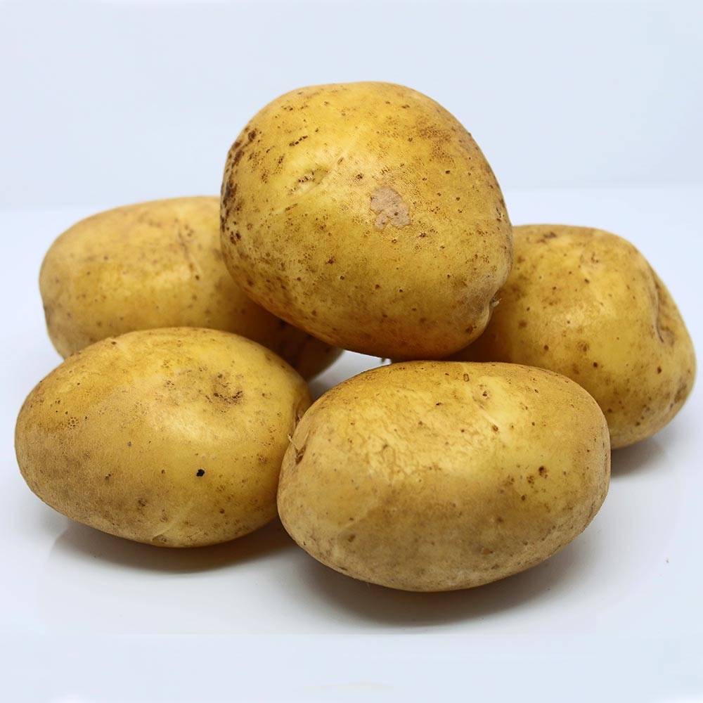 Pommes de terre Agria Bio - Solanum tuberosum Sac de 25 plants calibre 28/35 mm