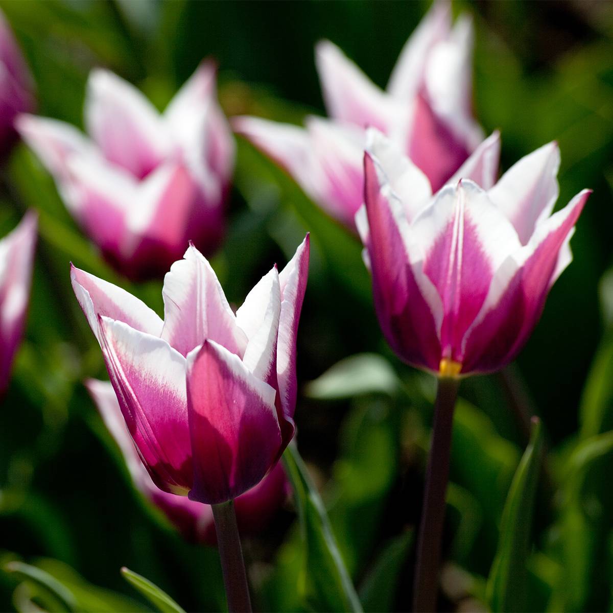 Promesse de Fleurs - Tulipe Fleur de Lis Claudia Bulbe calibre 12+ (par 10)