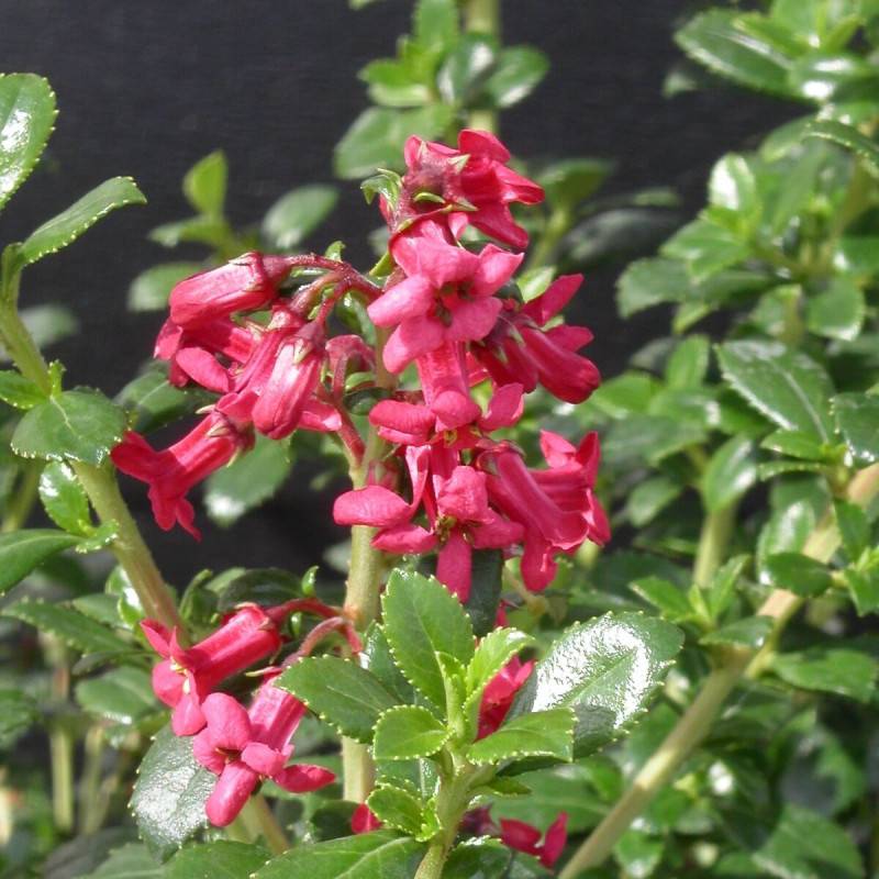 Escallonia compacta à fleurs Rouge - feuillage Persistant - Pot de 3L - 20/40 cm-  hauteur à maturité De 0,50 m à 1,00 m - Imagen 1