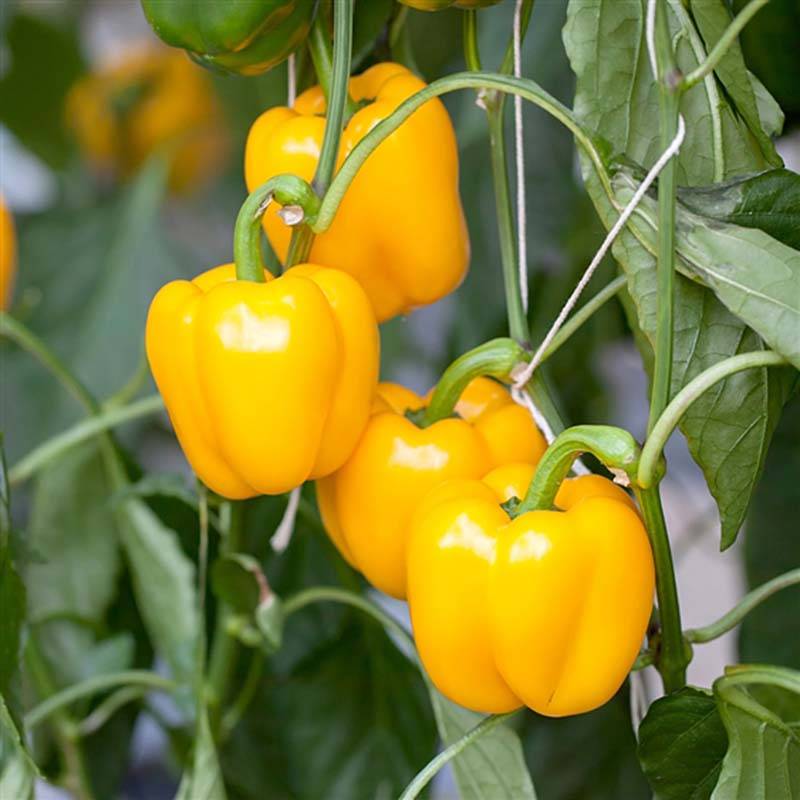 Poivron Cuneo Jaune Bio - Ferme de Sainte Marthe Sachet de 30 graines